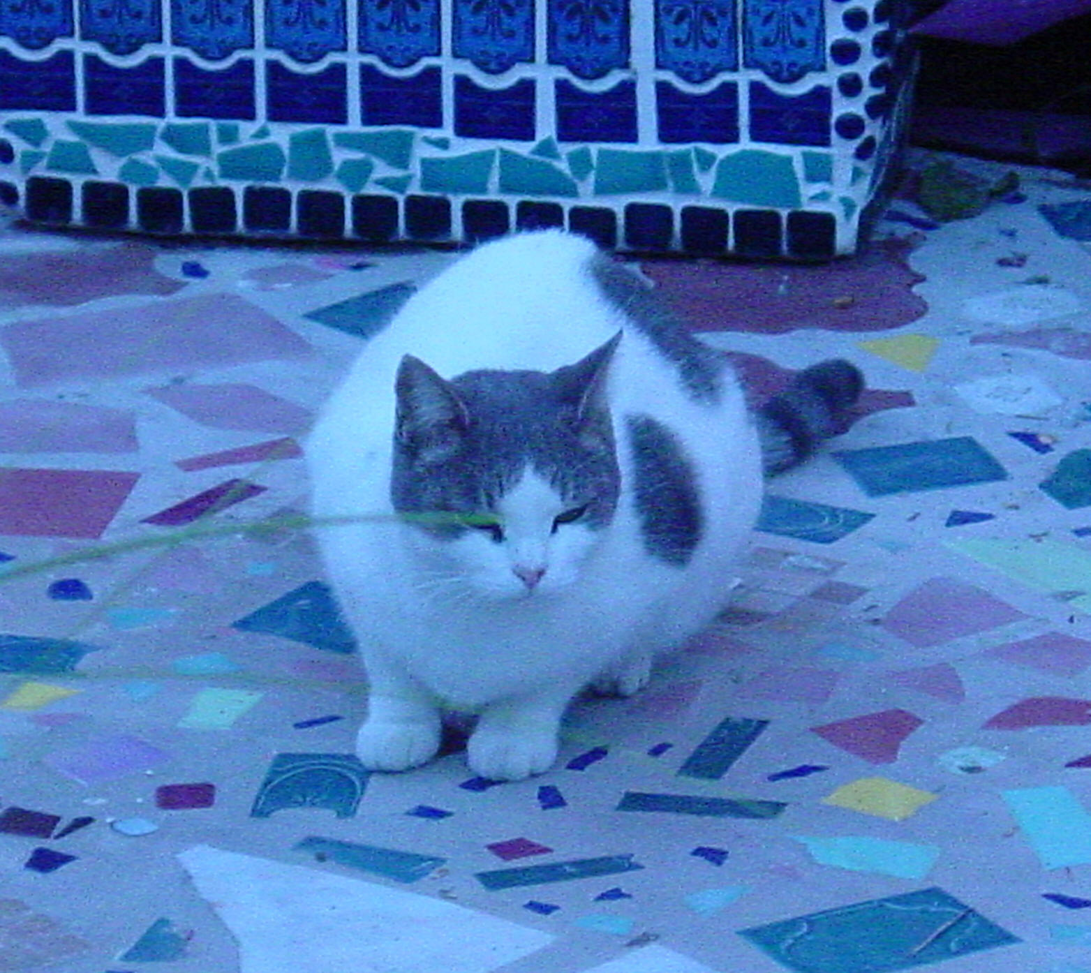 Lois - the Cat